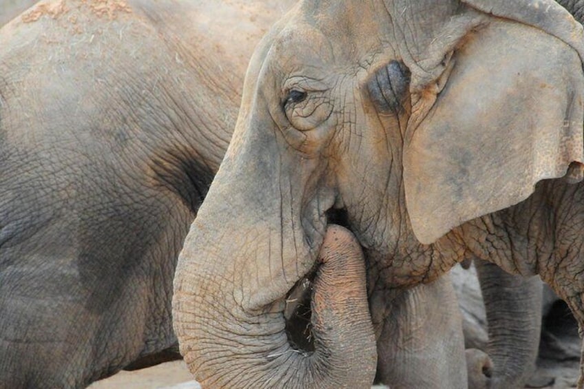 Skip the Line: San Antonio Zoo General Admission Ticket