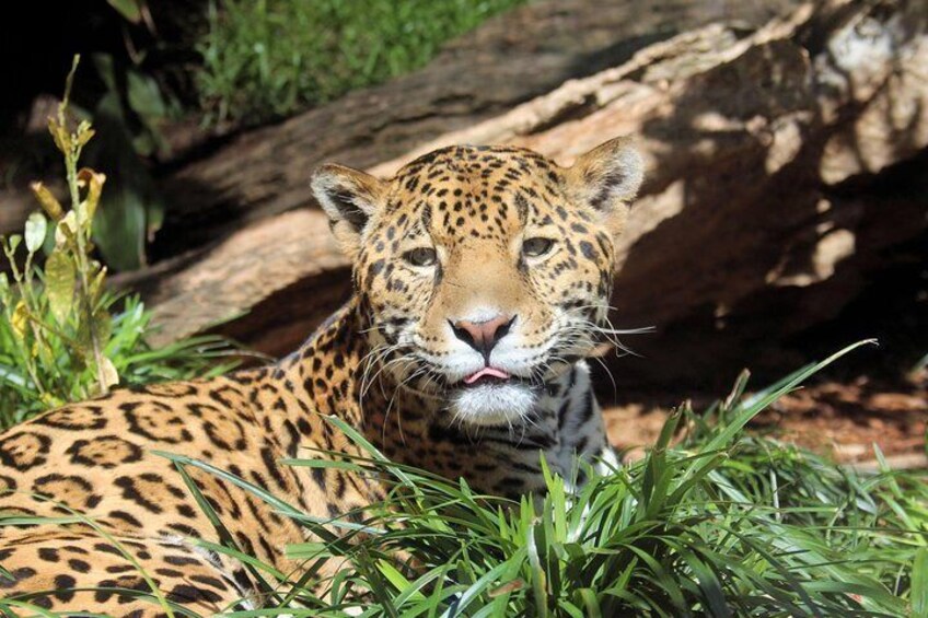 Jaguar
