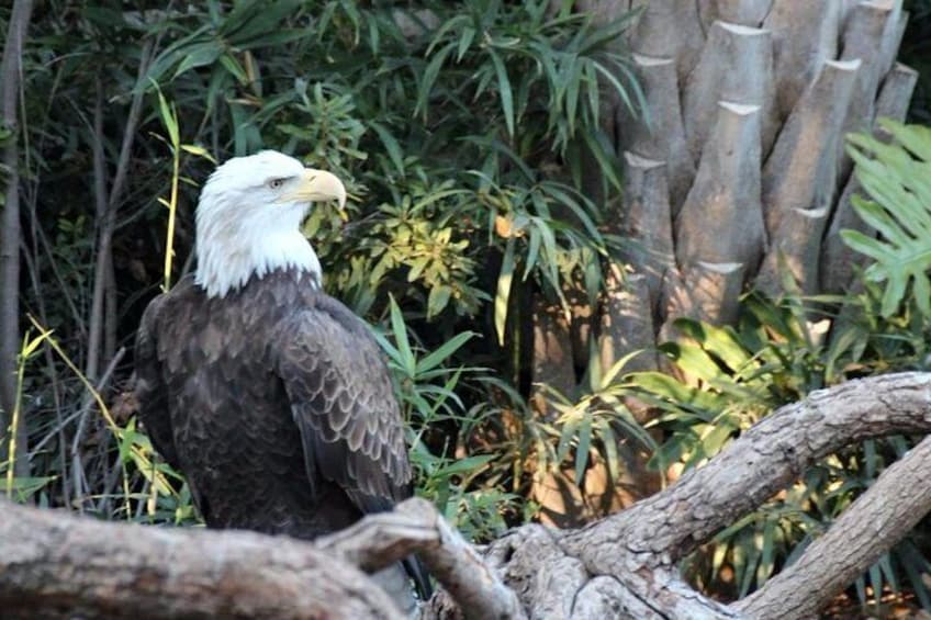 Skip the Line: San Antonio Zoo General Admission Ticket