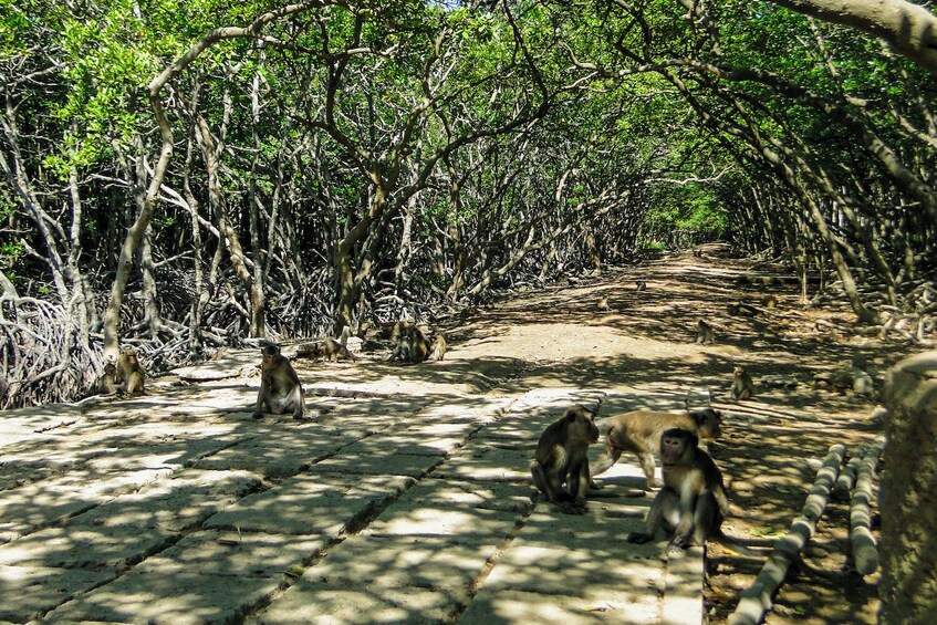 Full-Day Can Gio Biosphere Reserve and Monkey Island