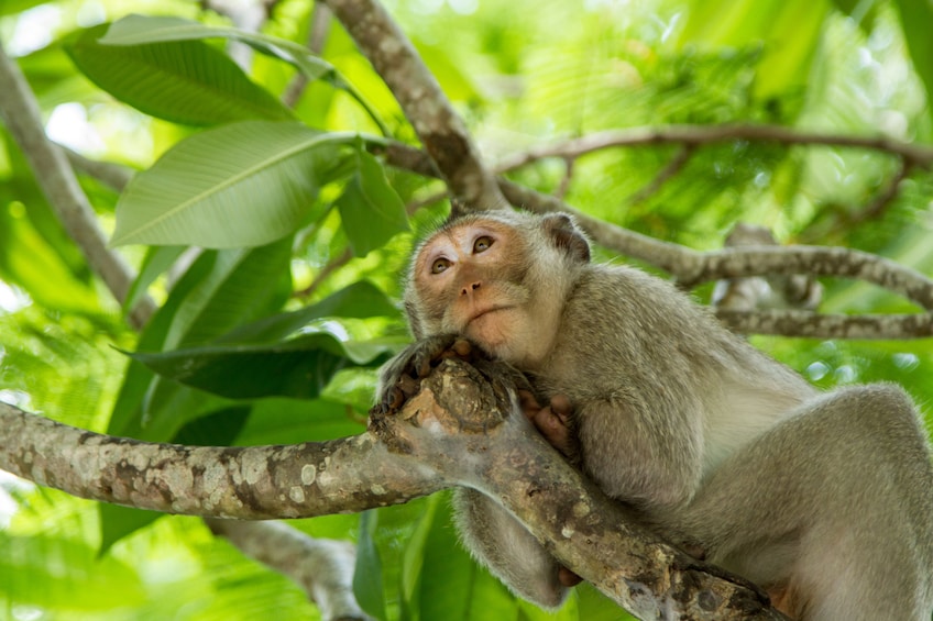 Full-Day Can Gio Biosphere Reserve and Monkey Island