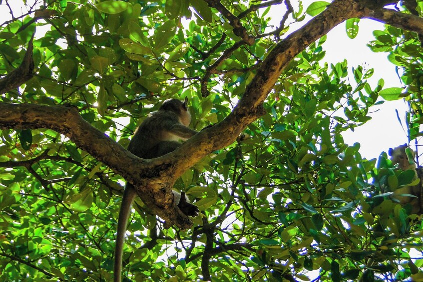 Full-Day Can Gio Biosphere Reserve and Monkey Island