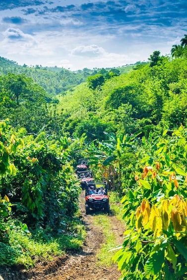 Jungle Buggies from Punta Cana