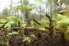 BIG ISLAND Volcanic Rainforest Self Guided Tour
