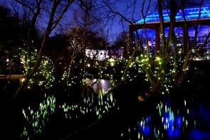 Klias Wetland Cruise & Fireflies - Private