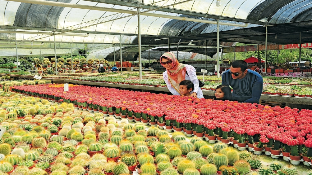Cactus farm in the Cameron Highlands area