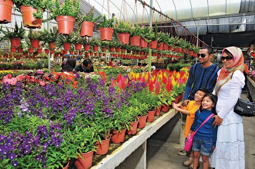Private Day Trip to Cameron Highland & Orang Asli Village