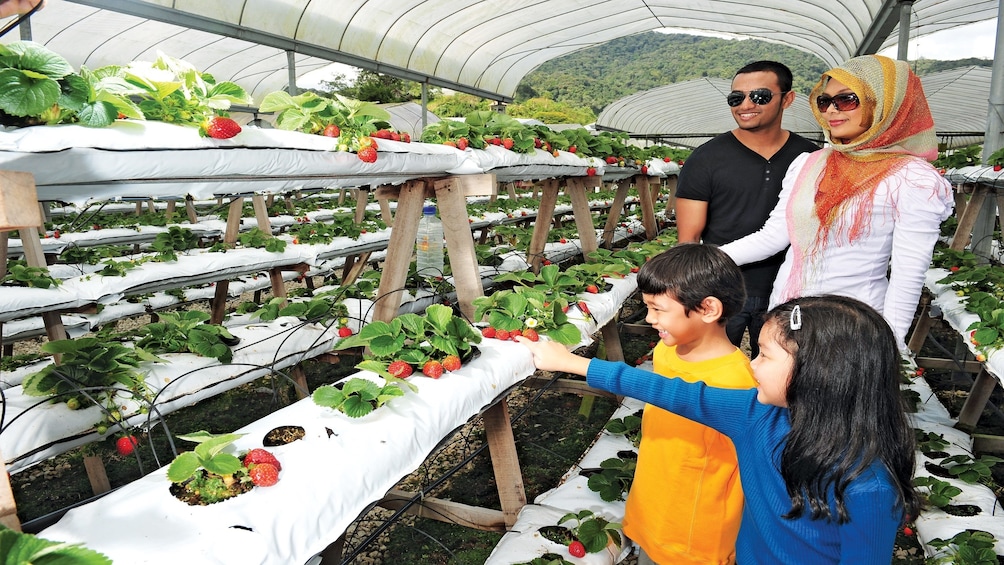 Family picking strawberries at a strawberry homestead in the Cameron Highlands area in Malaysia