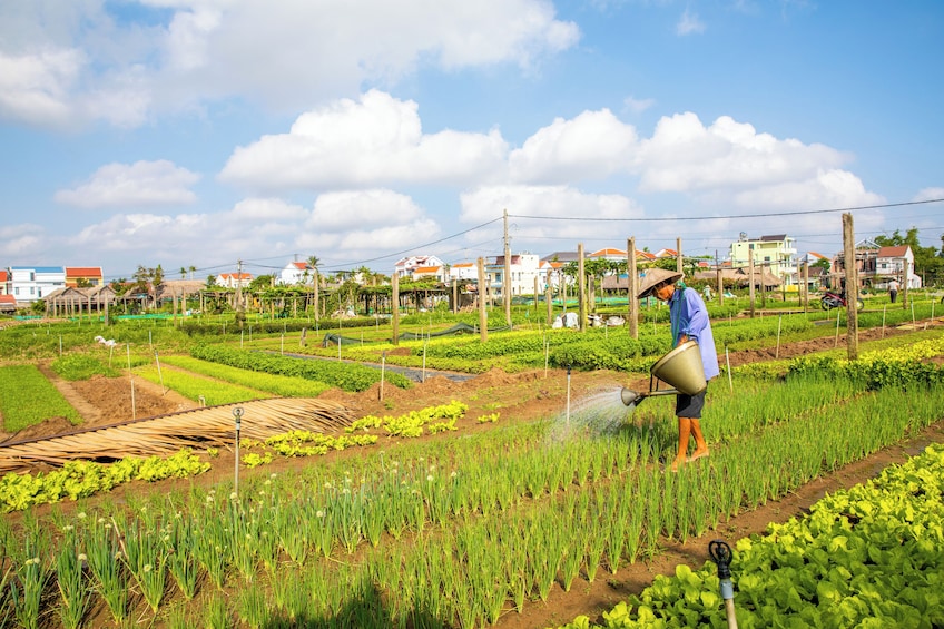 Half-Day Foodie Tour By Bicycle & Visit Tra Que Village