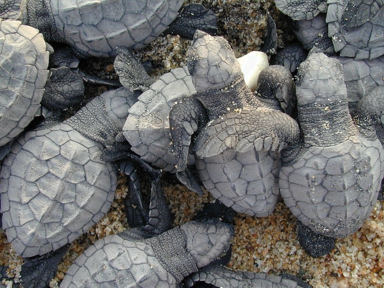 Breakers Saona Sealife Adventure