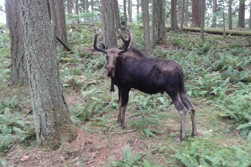 Moose