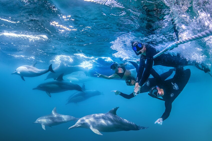 Dolphin Watch
