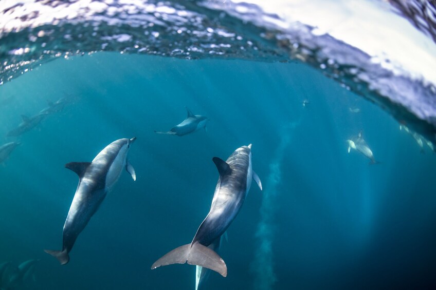Dolphin Watch