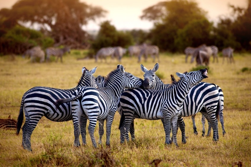 Lake Manyara National Park Guided Day Tour from Arusha