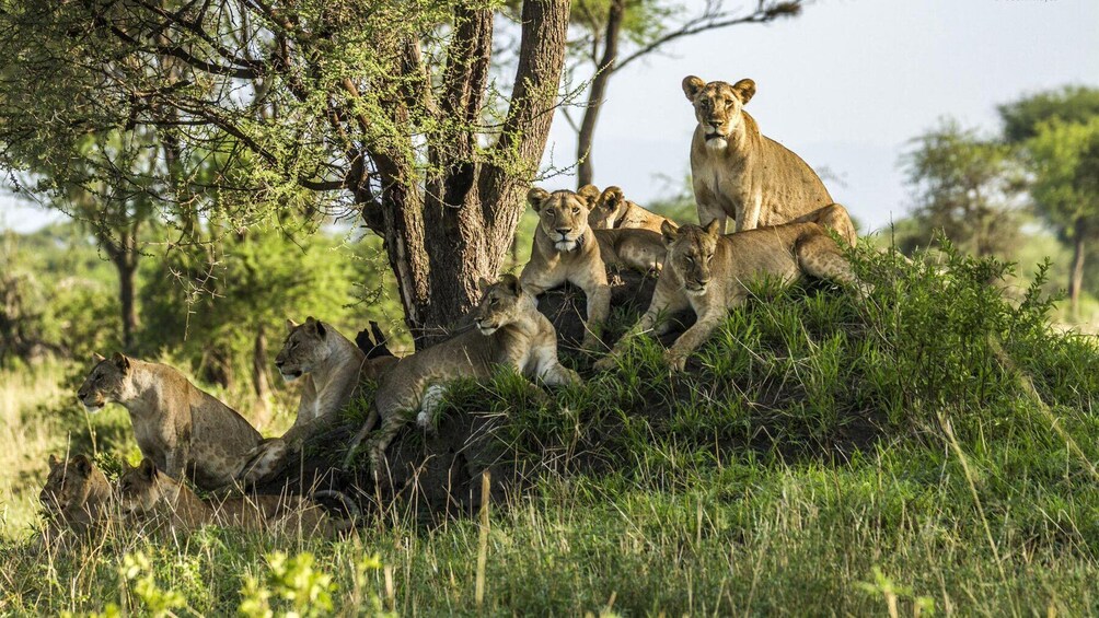 Full Day Trip To Lake Manyara National Park 