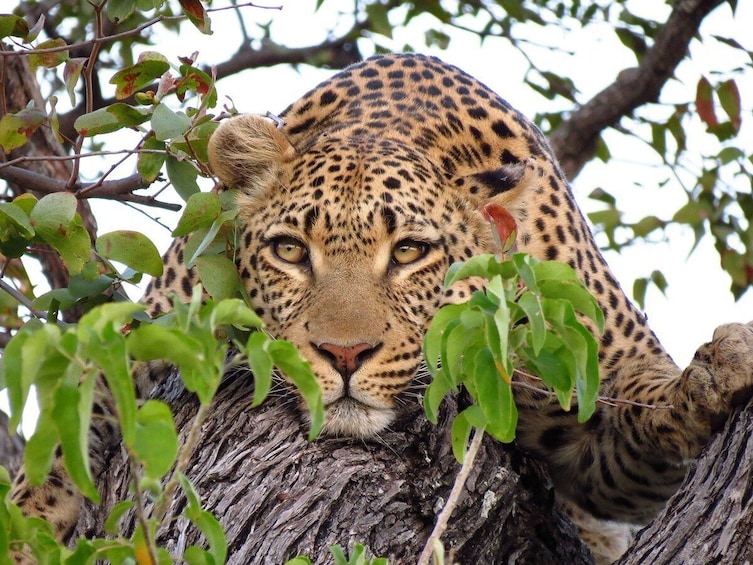 Full Day Trip To Lake Manyara National Park 