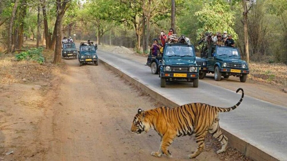 India Wildlife Safari Tour With Taj Mahal from Delhi