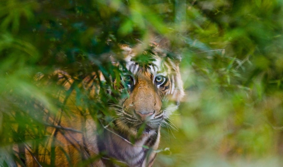 Luxury Taj Mahal Tour With Ranthambore Wildlife Safari From Delhi
