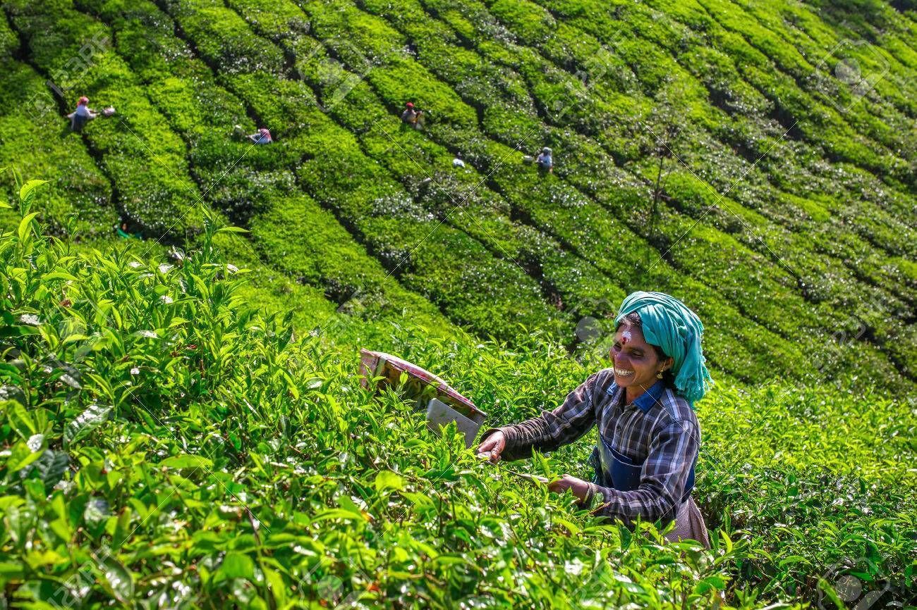 Munnar Tea Estate Tour with Guide and Cab