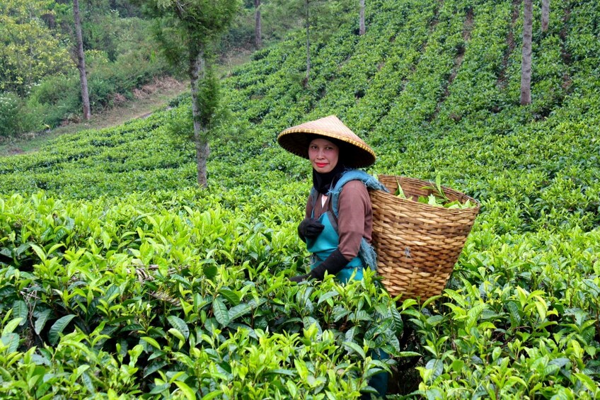 munnar tea tour