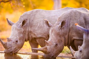 7 Days - Kruger Zululand Safari