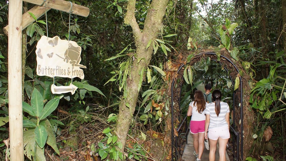 Rainforest Aerial Tram From San José