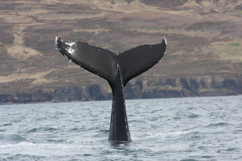 Classic Whale Watching from Akureyri