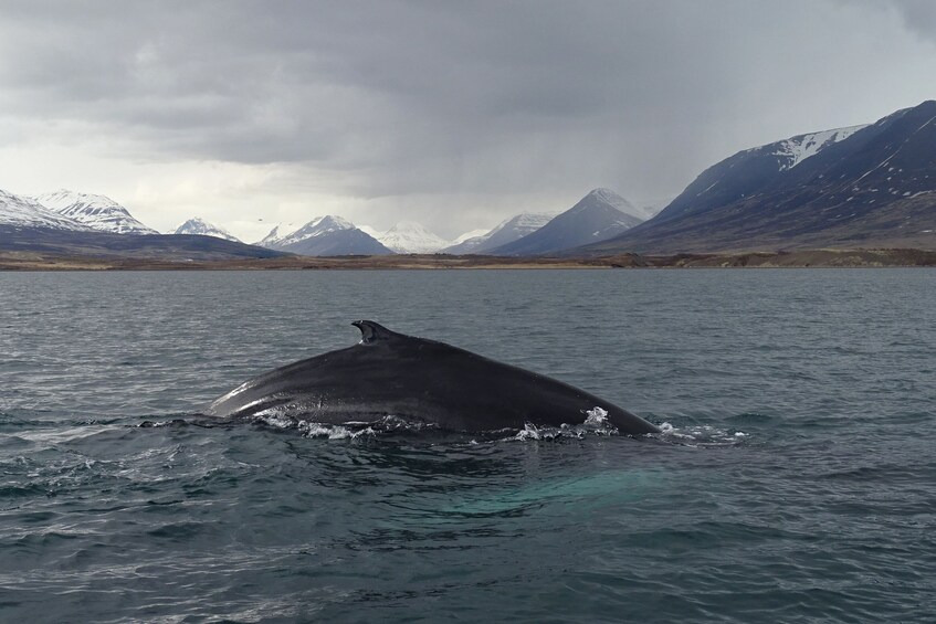 Classic Whale Watching from Akureyri
