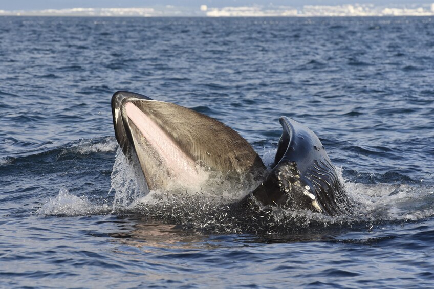 Classic Whale Watching from Akureyri