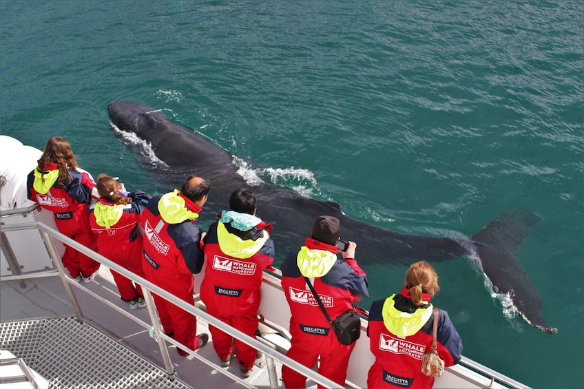 Classic Whale Watching from Akureyri