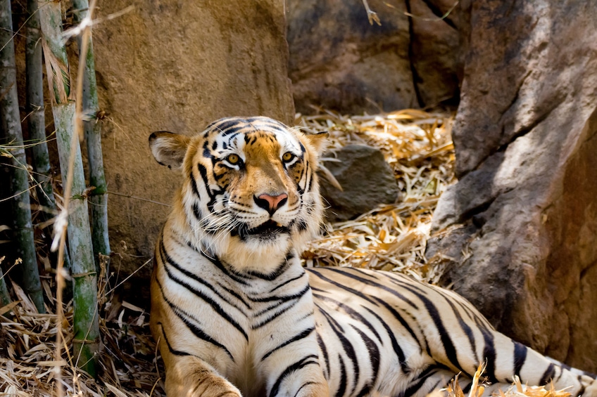 tiger safari bangalore