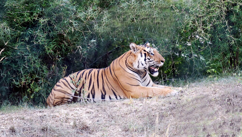 tiger safari bangalore