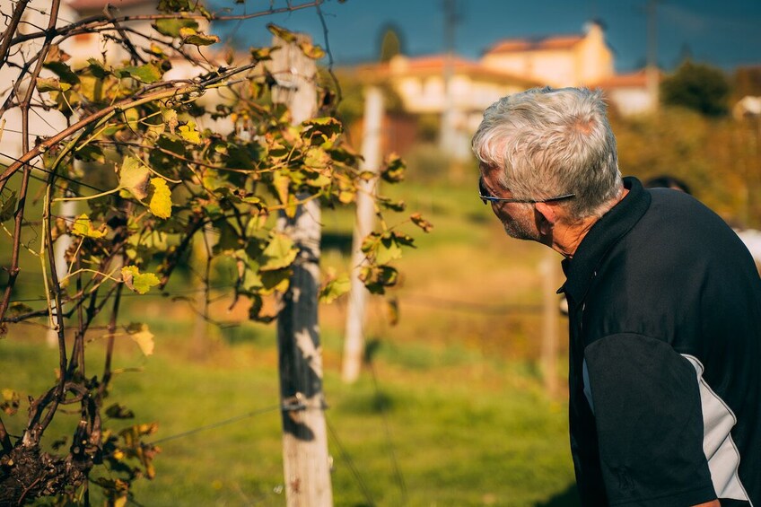 Prosecco Wine Tour from Venice
