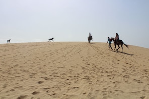 Horse Hiding at Santa Maria