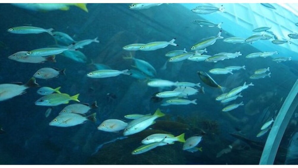 Amazing Sentosa Island Guided Tour with Hotel Transfers