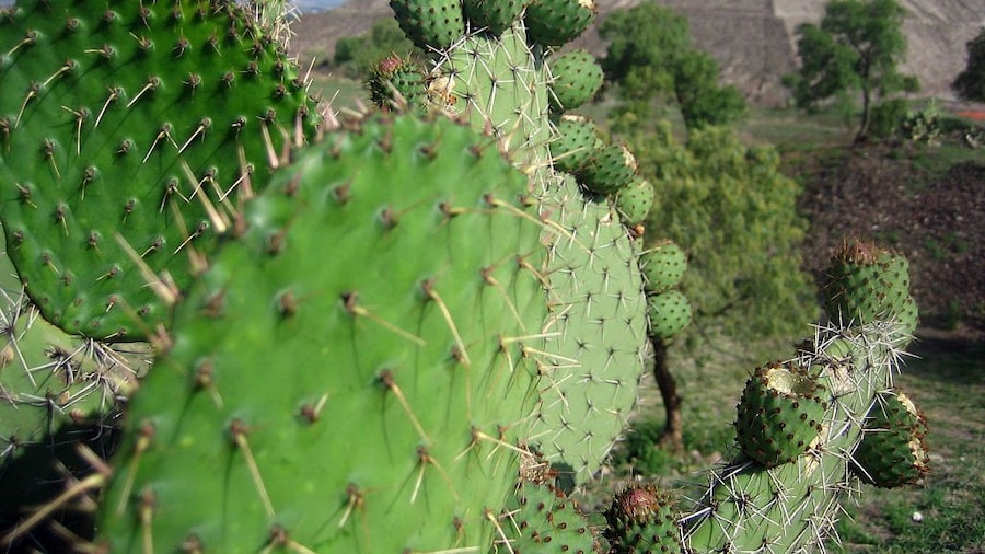 Mexico: Private tour to Teotihuacan