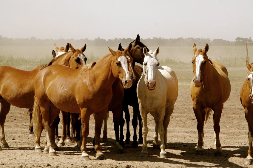 Combo Buenos Aires: Tigre Delta + Gaucho Experience