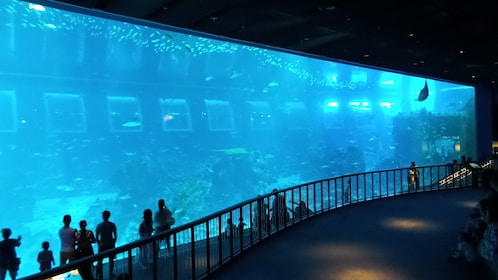 SEA Aquarium™ + Transfert 1W