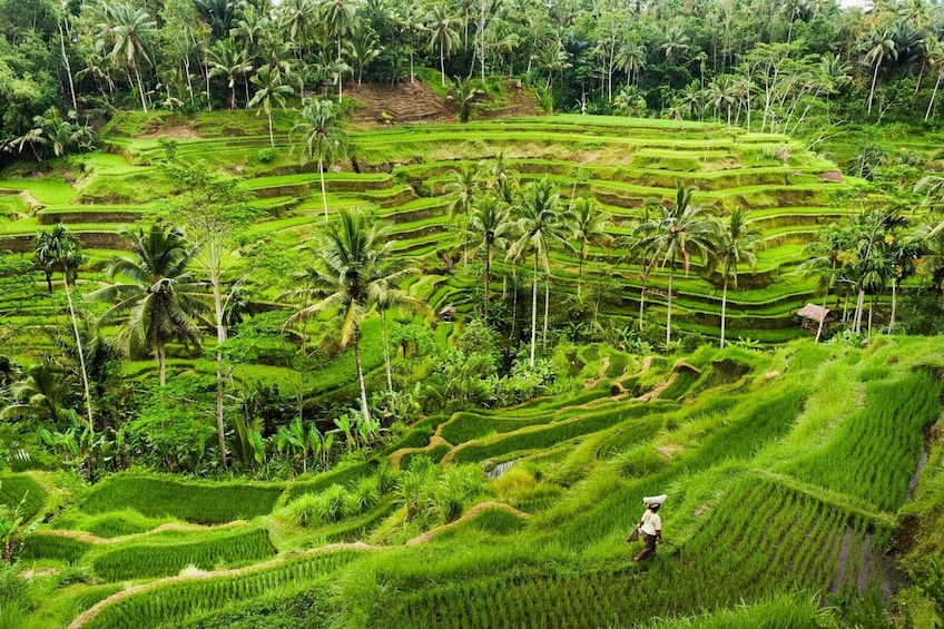 Surface of Ubud 6 hours morning Private Tour