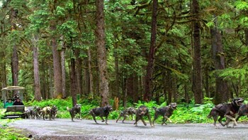 Famous Mushers Camp & Sled Dog Discovery