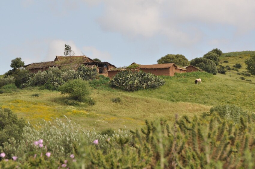 Day Trip to Ifrane and Atlas Mountains from Fez