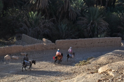 Dagstur til Ifrane og Atlasbjergene fra Fez