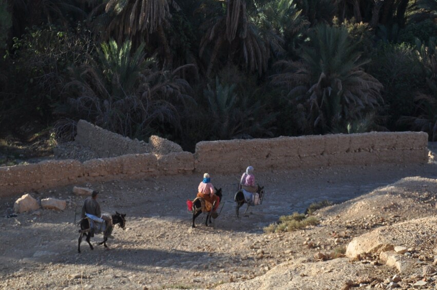 Day Trip to Ifrane and Atlas Mountains from Fez