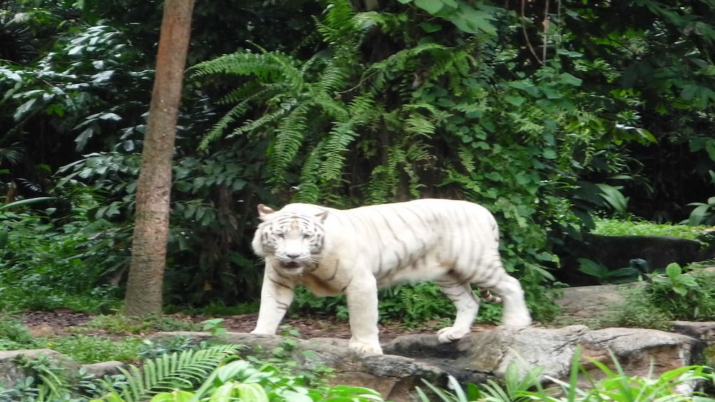 Singapore Zoo Ticket with Hotel Pickup