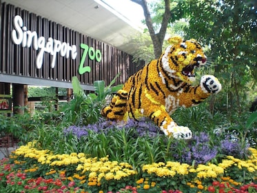Förunderligt djurliv @ Singapore Zoo + transfer tur och retur