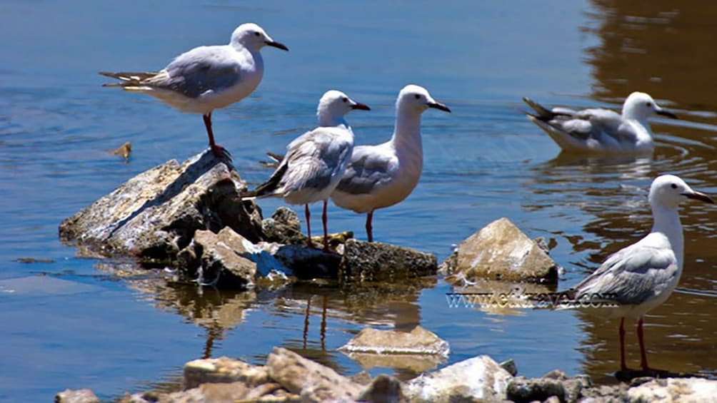 Fayoum Full Day tour Bird Watching
