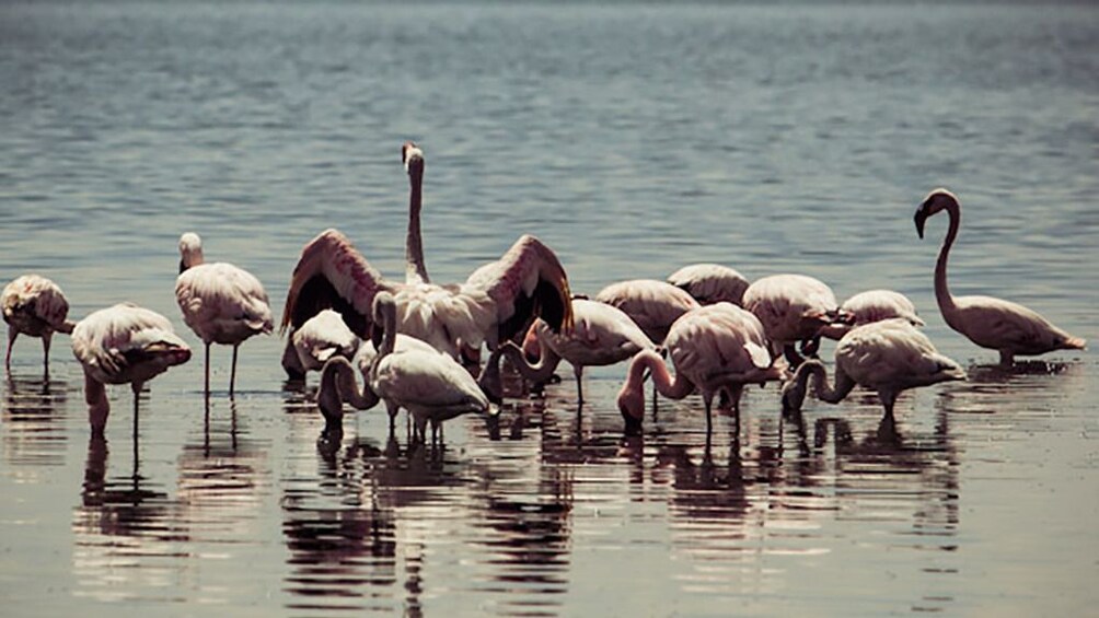 Fayoum Full Day tour Bird Watching