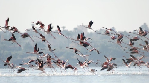 Fayoum Full Day tour Bird Watching From Cairo - Private Tour