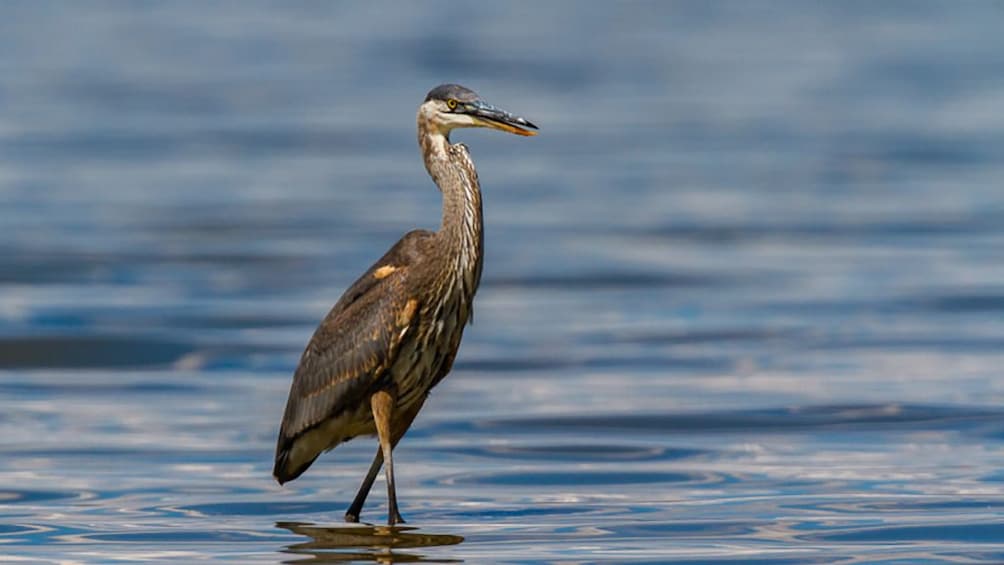 Fayoum Full Day tour Bird Watching