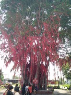 Sekinchan, Kuala Selangor with Fire Fly Complete Experience